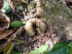 Eumorpha