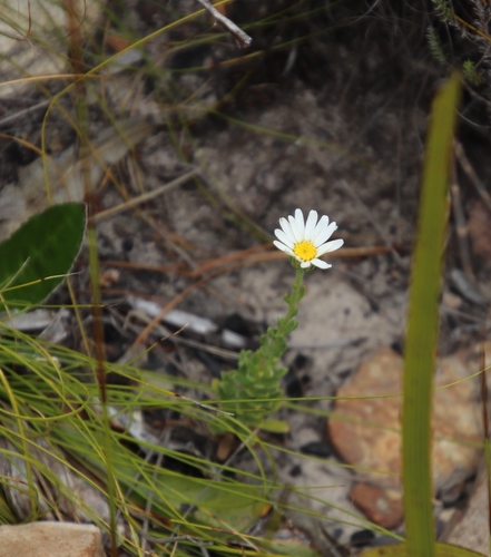 Image of Osmitopsis afra by (c) Tony Rebelo, some rights reserved (CC BY-SA)