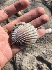 Argopecten irradians concentricus