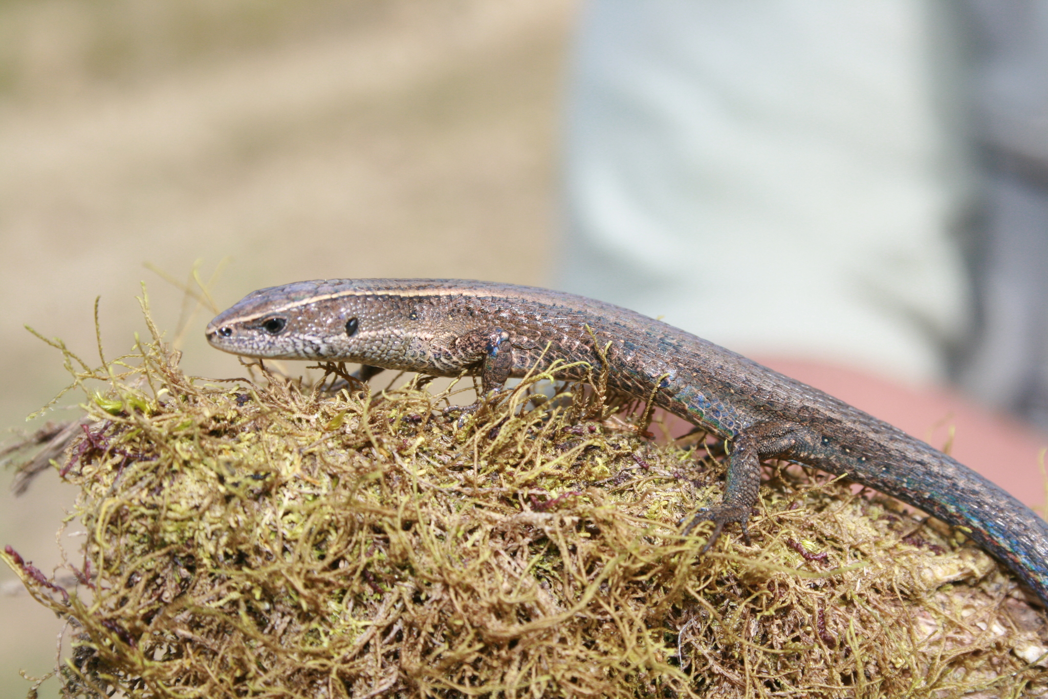 Macropholidus montanuccii image