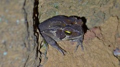 Rhinella henseli