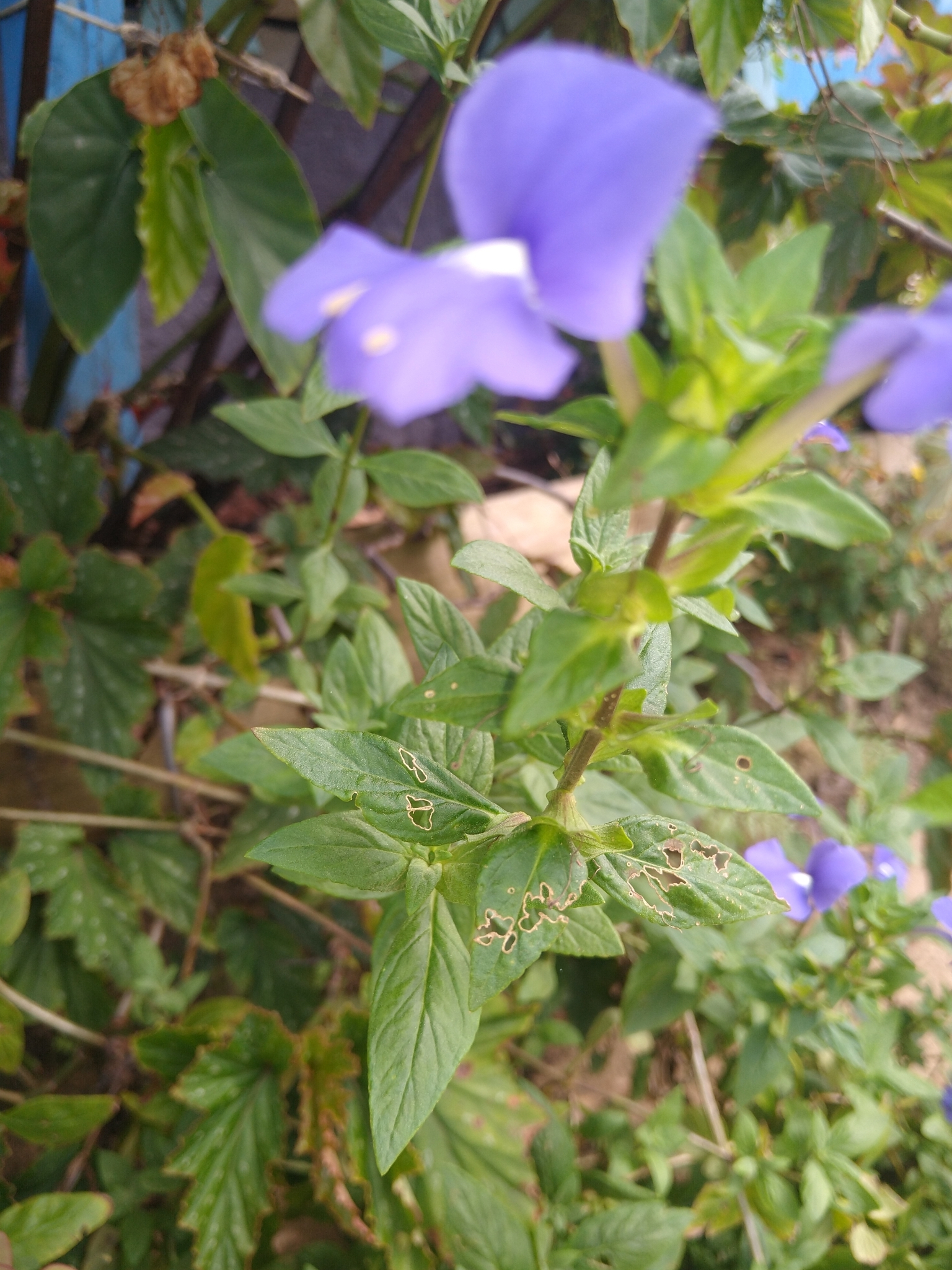 Matourea azurea
