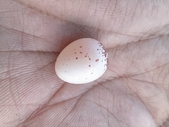 Nyctidromus albicollis