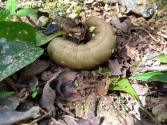 Eumorpha