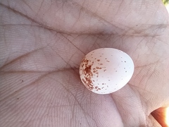 Nyctidromus albicollis