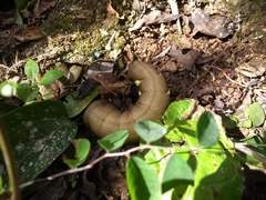 Eumorpha