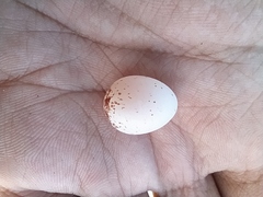 Nyctidromus albicollis