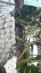 Cynanthus latirostris