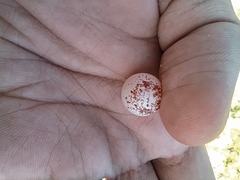 Nyctidromus albicollis