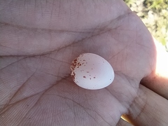 Nyctidromus albicollis