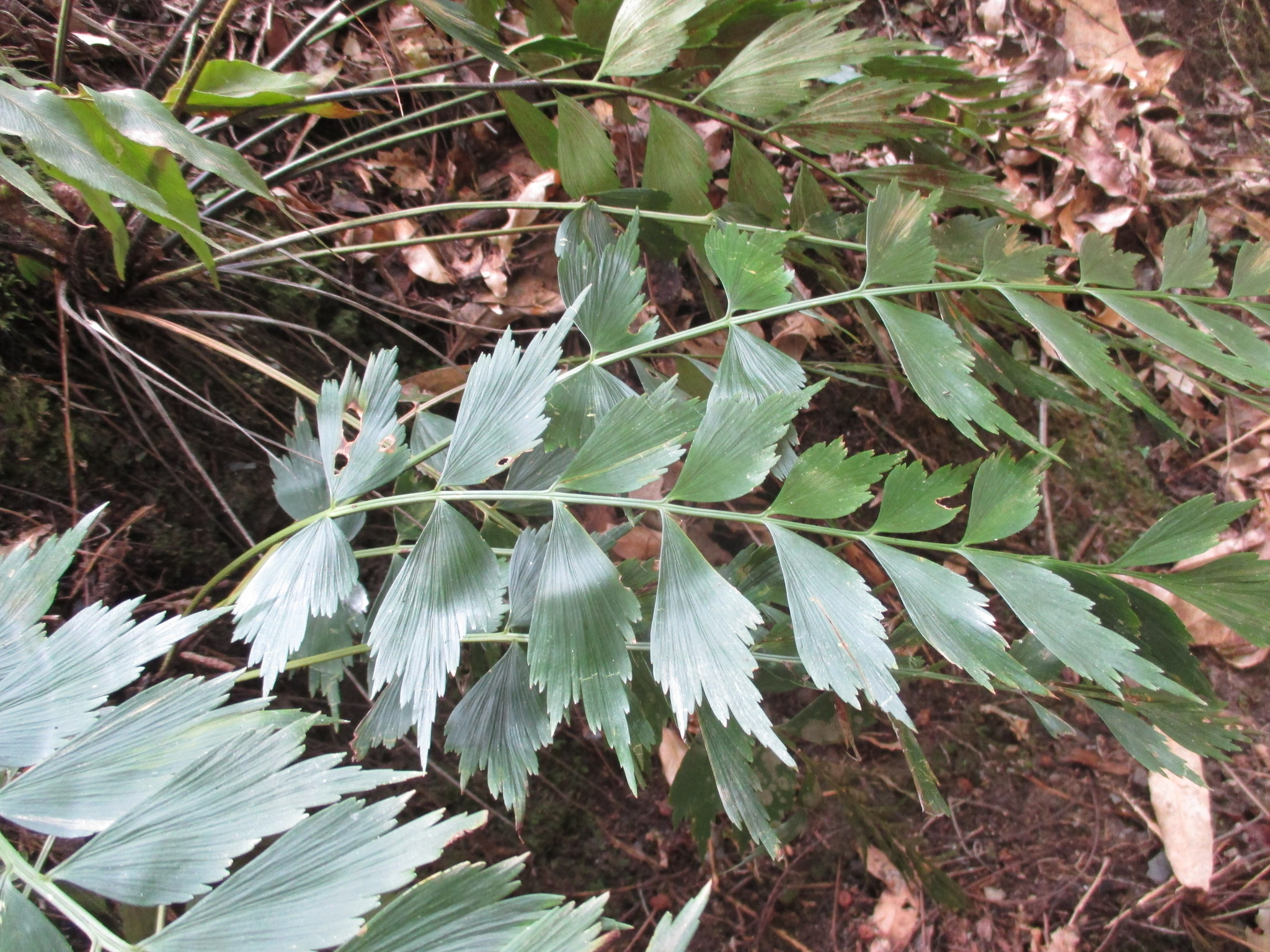 Asplenium dimidiatum image