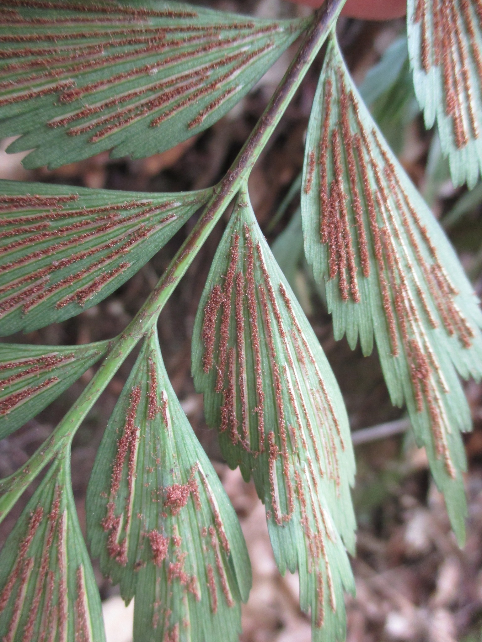 Asplenium dimidiatum image