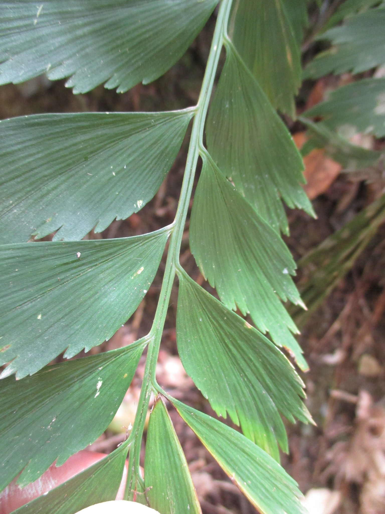 Asplenium image