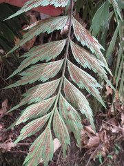 Asplenium dimidiatum