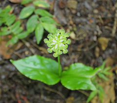Malaxis histionantha
