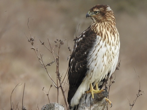 Cooper's Hawk photographed in Kentucky