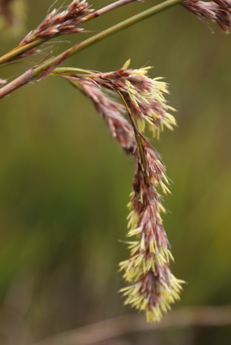 Image of Tetraria involucrata by (c) Tony Rebelo, some rights reserved (CC BY-SA)