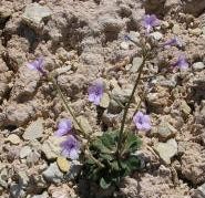 Aliciella tenuis