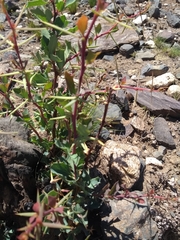 Berberis grevilleana
