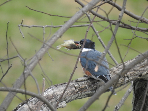 Belted Kingfisher photographed in Kentucky