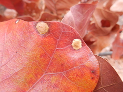 Polystepha pustuloides