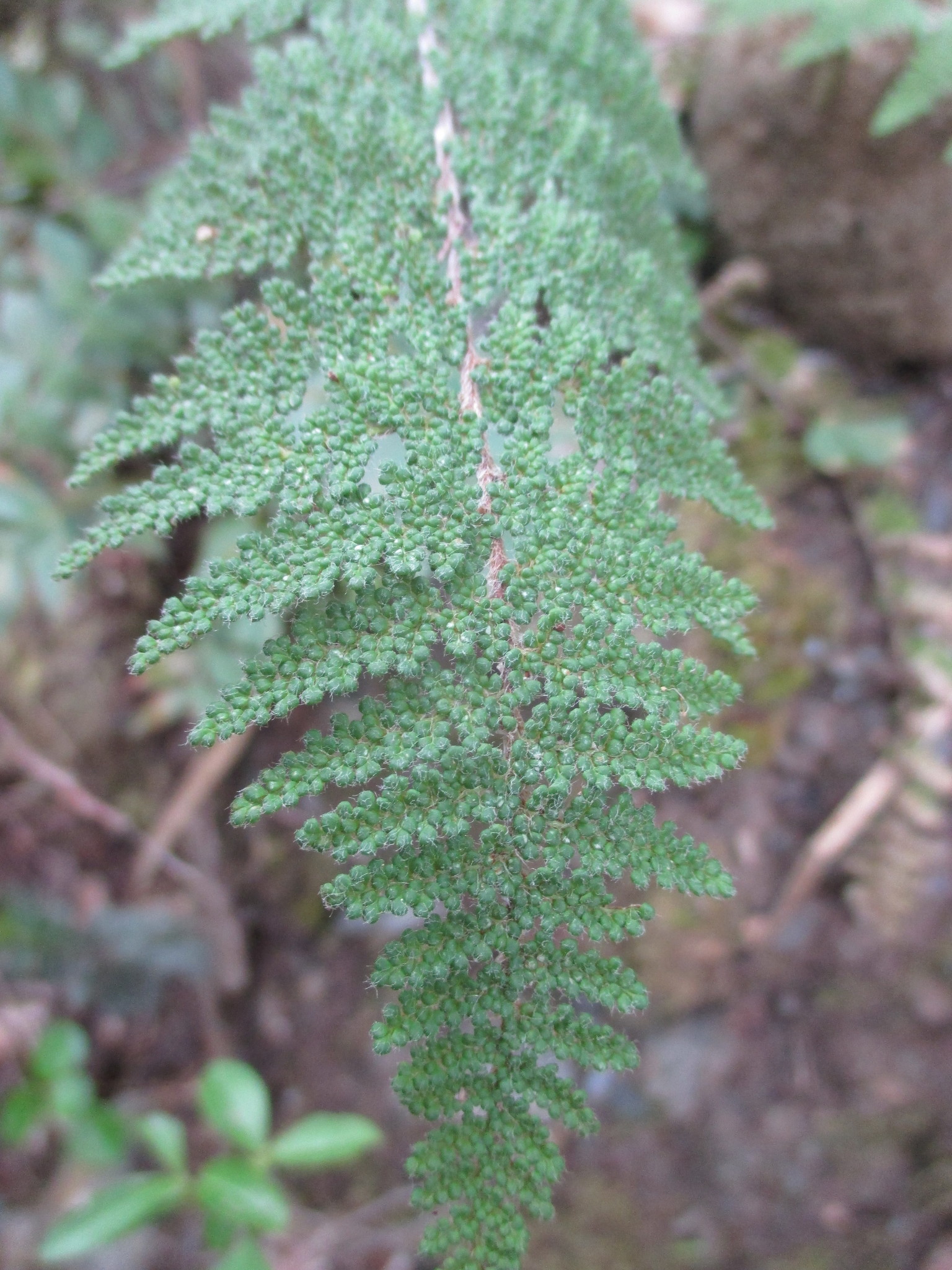 Myriopteris myriophylla image