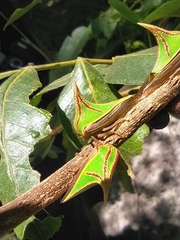 Umbonia spinosa