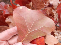 Polystepha pustuloides