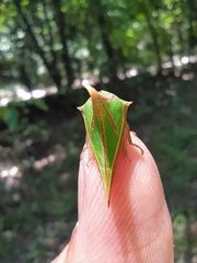 Umbonia spinosa