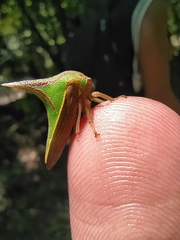 Umbonia spinosa