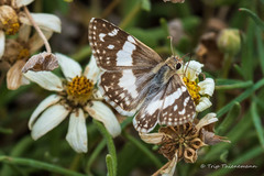 Heliopetes domicella