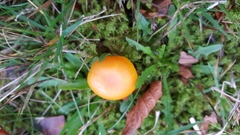 Hygrocybe