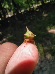 Umbonia spinosa
