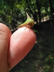 Umbonia spinosa