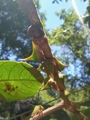 Umbonia spinosa