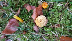 Hygrocybe