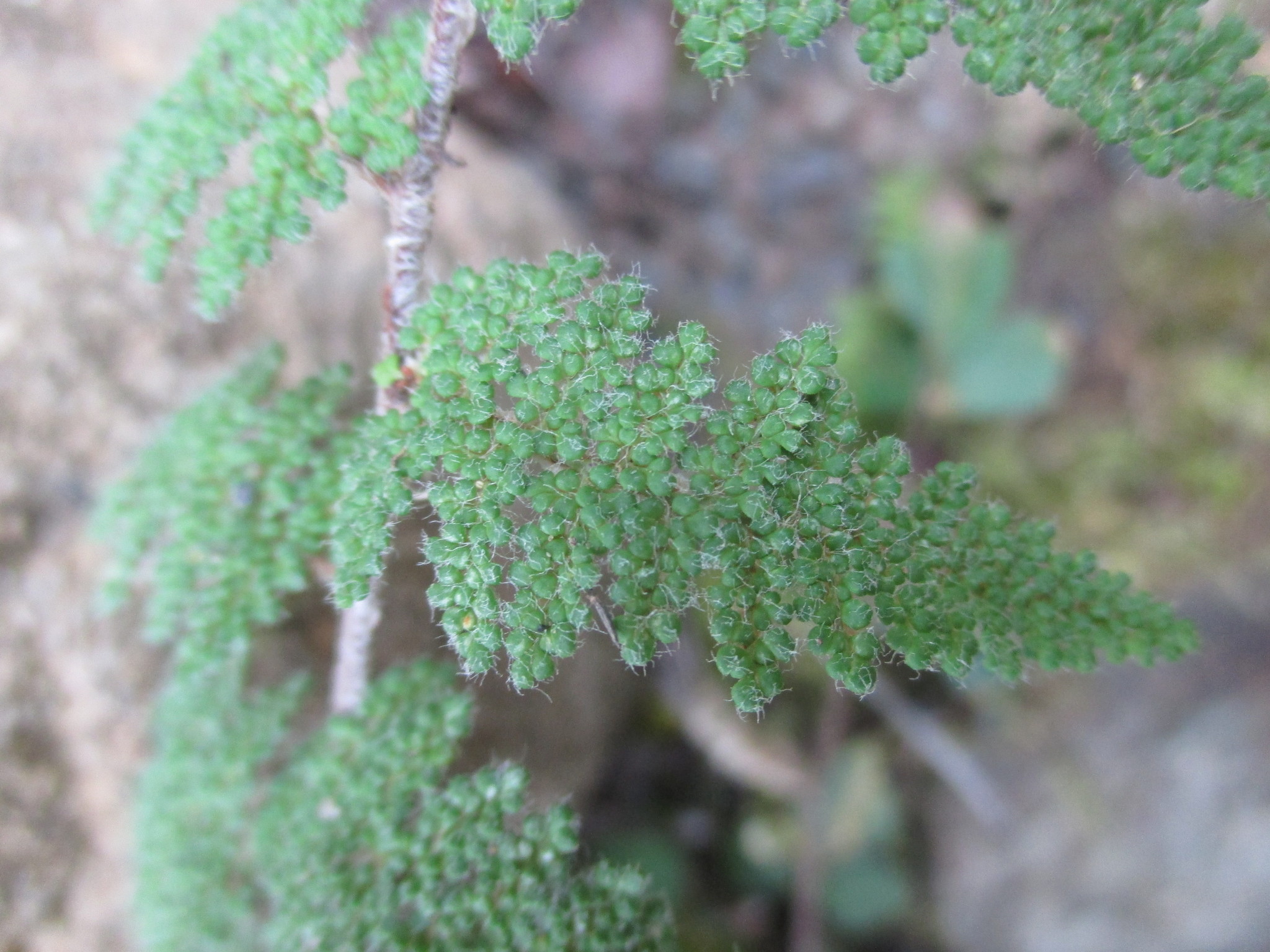 Myriopteris myriophylla image