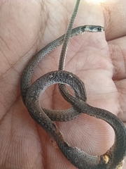 Tantilla melanocephala