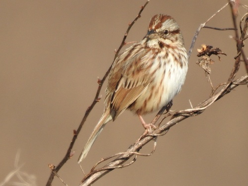 Song Sparrow photographed in Kentucky