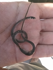 Tantilla melanocephala