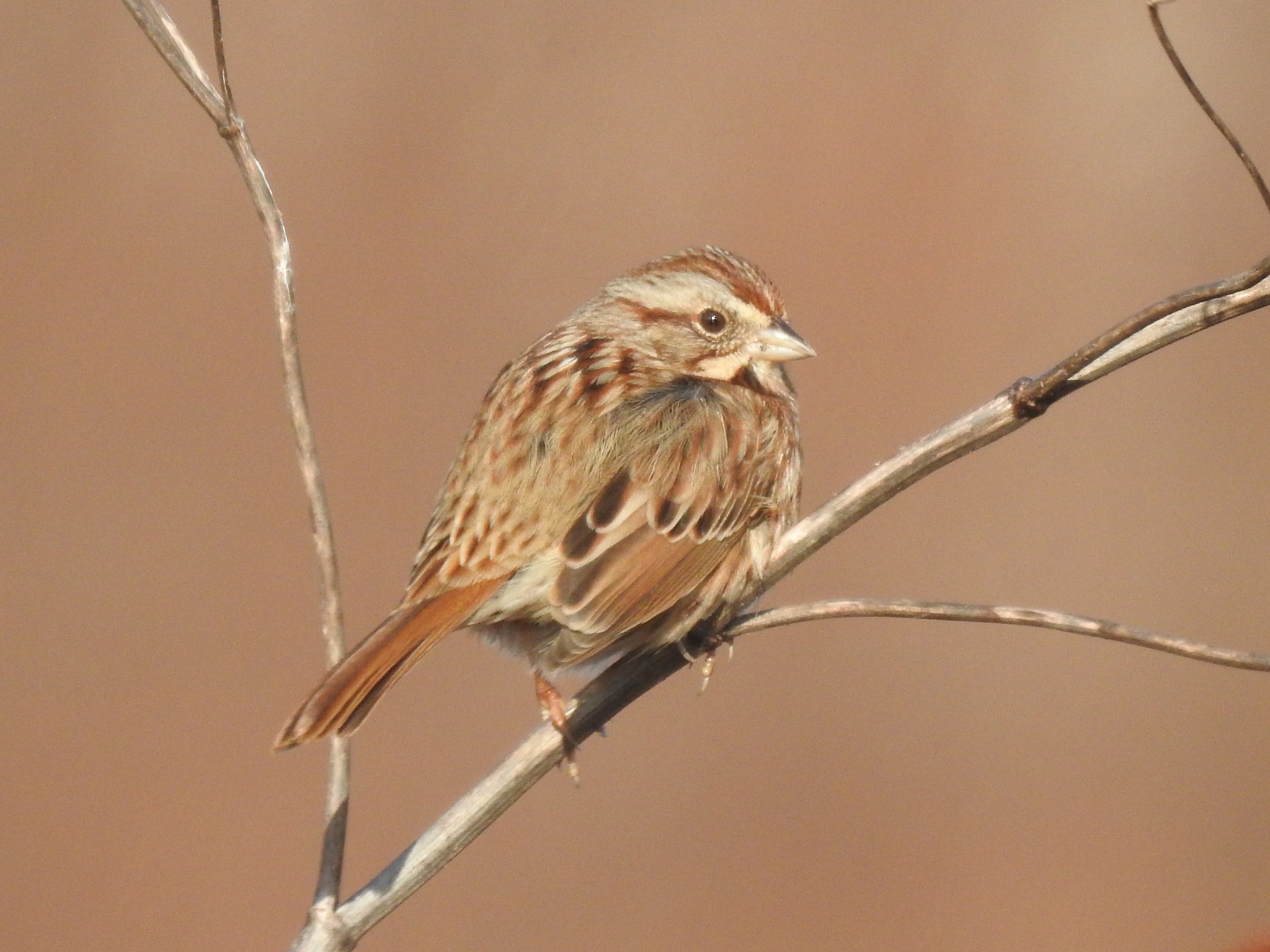 Song Sparrow (Melospiza melodia)