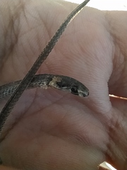 Tantilla melanocephala