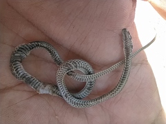 Tantilla melanocephala