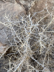 Coleogyne ramosissima
