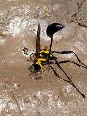 Sceliphron fistularium