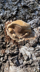Basidiomycota