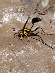 Sceliphron fistularium