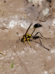 Sceliphron fistularium