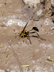 Sceliphron fistularium