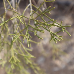 Melaleuca foliolosa